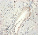 FGF21 Antibody in Immunohistochemistry (Paraffin) (IHC (P))