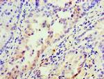 Activin A Antibody in Immunohistochemistry (Paraffin) (IHC (P))