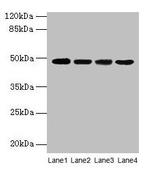 Activin A Antibody in Western Blot (WB)