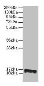 FABP8 Antibody in Western Blot (WB)