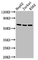 CD137 (4-1BB) Antibody in Western Blot (WB)