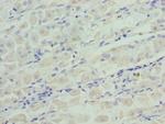 IGFBP-1 Antibody in Immunohistochemistry (Paraffin) (IHC (P))