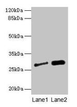 IGFBP-1 Antibody in Western Blot (WB)