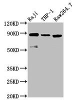 ADAM8 Antibody in Western Blot (WB)