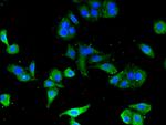 CD3z Antibody in Immunocytochemistry (ICC/IF)