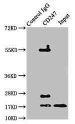 CD3z Antibody in Western Blot (WB)