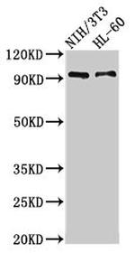 IL17RA Antibody in Western Blot (WB)