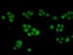 INHBB Antibody in Immunocytochemistry (ICC/IF)