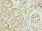 INHBB Antibody in Immunohistochemistry (Paraffin) (IHC (P))