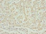 INHBB Antibody in Immunohistochemistry (Paraffin) (IHC (P))