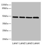 INHBB Antibody in Western Blot (WB)