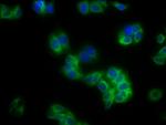 HLA-B Antibody in Immunocytochemistry (ICC/IF)