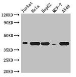 HLA-B Antibody in Western Blot (WB)