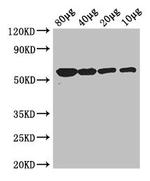 Glycerol kinase Antibody in Western Blot (WB)