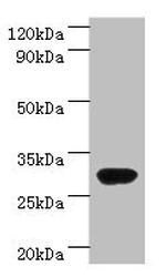 RBKS Antibody in Western Blot (WB)