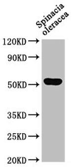 UNC84A Antibody in Western Blot (WB)