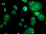 PDE1B Antibody in Immunocytochemistry (ICC/IF)