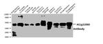 AT1G32060 Antibody in Western Blot (WB)