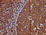 IGHM Antibody in Immunohistochemistry (Paraffin) (IHC (P))