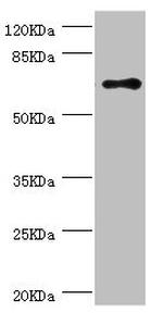 HCE Antibody in Western Blot (WB)