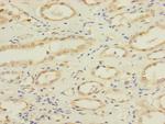 NAE1 Antibody in Immunohistochemistry (Paraffin) (IHC (P))