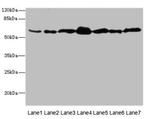 NAE1 Antibody in Western Blot (WB)