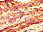 USP4 Antibody in Immunohistochemistry (Paraffin) (IHC (P))