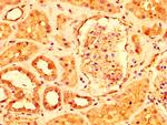 USP4 Antibody in Immunohistochemistry (Paraffin) (IHC (P))