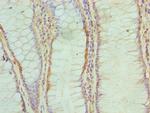 ABH1 Antibody in Immunohistochemistry (Paraffin) (IHC (P))