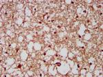 CUX1/Protein CASP Antibody in Immunohistochemistry (Paraffin) (IHC (P))