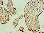 NAB2 Antibody in Immunohistochemistry (Paraffin) (IHC (P))