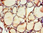 NAB2 Antibody in Immunohistochemistry (Paraffin) (IHC (P))