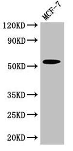 CYP51A1 Antibody in Western Blot (WB)