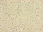 C12orf30 Antibody in Immunohistochemistry (Paraffin) (IHC (P))