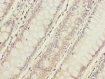 C12orf30 Antibody in Immunohistochemistry (Paraffin) (IHC (P))