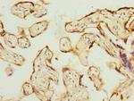 PSG3 Antibody in Immunohistochemistry (Paraffin) (IHC (P))