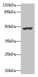 PSG3 Antibody in Western Blot (WB)