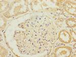 SLC13A2 Antibody in Immunohistochemistry (Paraffin) (IHC (P))