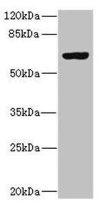 SLC13A2 Antibody in Western Blot (WB)