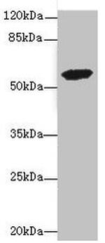 ETFDH Antibody in Western Blot (WB)