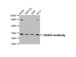 MKP2 Antibody in Western Blot (WB)