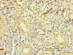 Dynactin 1 Antibody in Immunohistochemistry (Paraffin) (IHC (P))