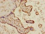 MAPKAPK3 Antibody in Immunohistochemistry (Paraffin) (IHC (P))