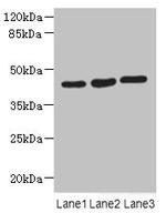MAPKAPK3 Antibody in Western Blot (WB)