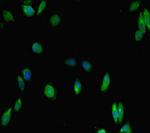 IKAROS Antibody in Immunocytochemistry (ICC/IF)