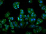 DAZAP2 Antibody in Immunocytochemistry (ICC/IF)