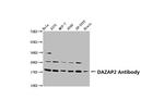 DAZAP2 Antibody in Western Blot (WB)