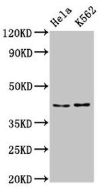 PCBP2 Antibody in Western Blot (WB)