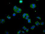 DOK7 Antibody in Immunocytochemistry (ICC/IF)