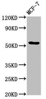 DOK7 Antibody in Western Blot (WB)